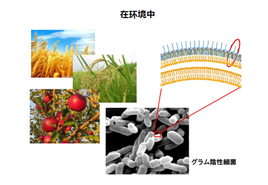 食用植物所含泛菌糖脂质