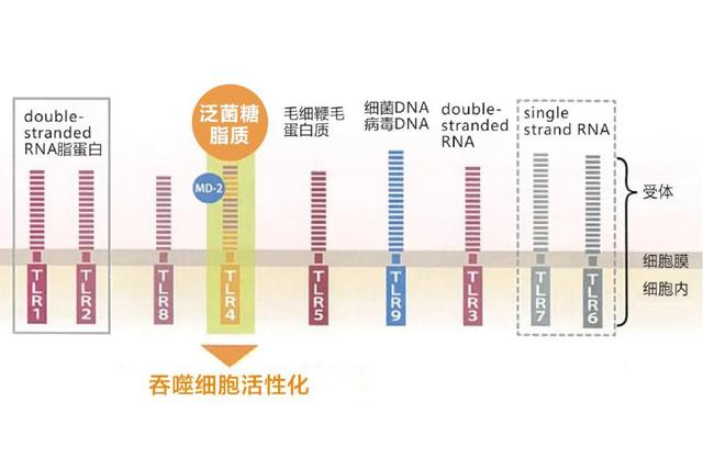 泛菌糖脂质是什么?