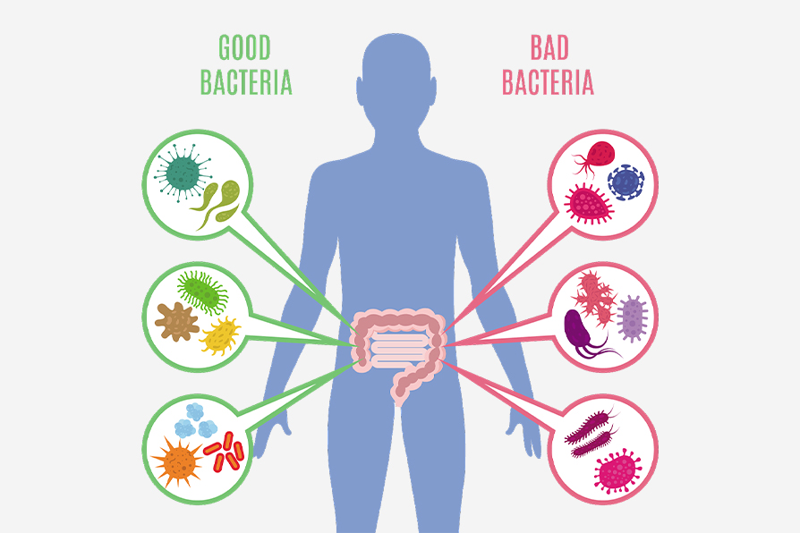 肠道菌群有好有坏.jpg