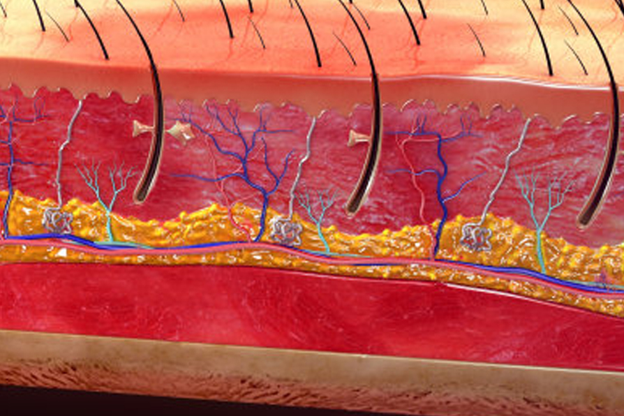 皮肤下面的毛细血管.jpg