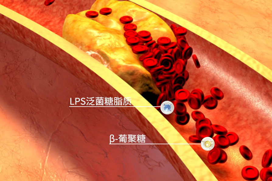 LPS泛菌糖脂质、β-葡聚糖降血脂.jpg