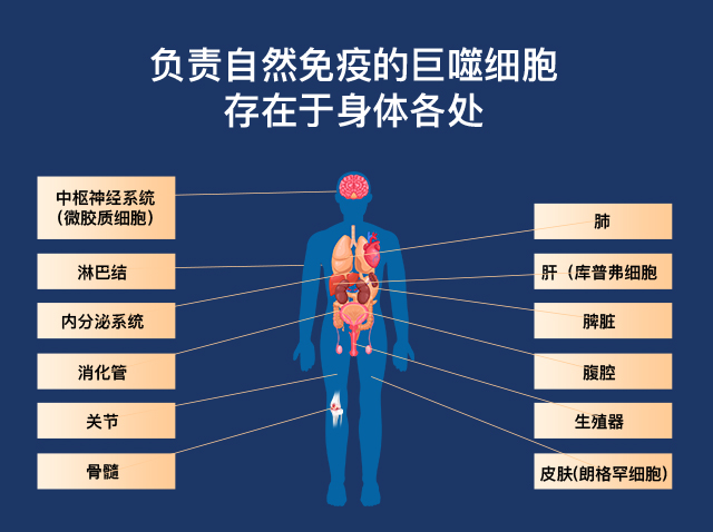 巨噬细胞分布图
