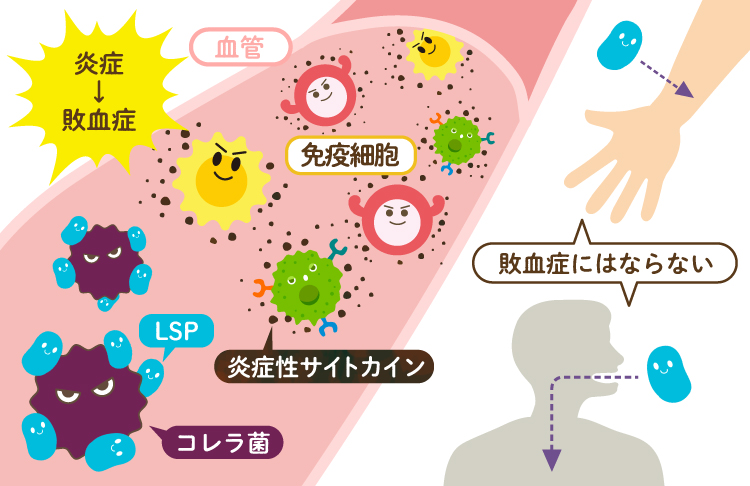 如果LPS进入伤口会怎样？——没有危险！而且LPS对伤口还有