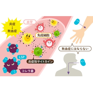 如果LPS进入伤口会怎样？——没有危险！而且LPS对伤口还有
